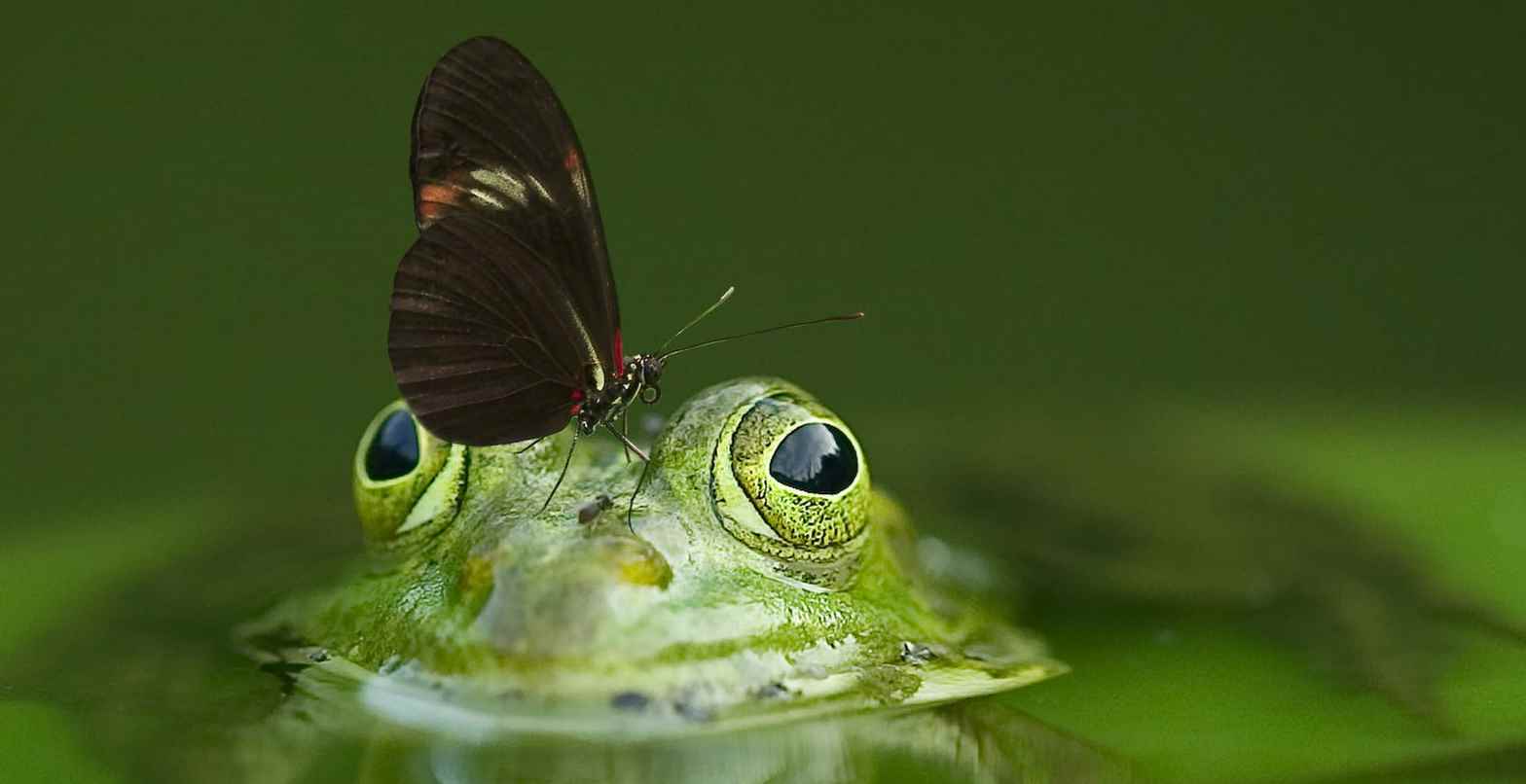 Frog with butterfly